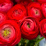 Ranunculus - Buttercups - Double Red