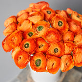 Ranunculus - Buttercups - Double Tangerine