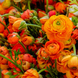 Ranunculus - Buttercups - Double Tangerine