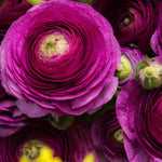 Color Your Garden Purple - Tulip, Ranunculus & Allium - Collection