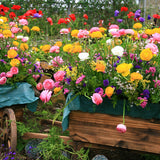 Ranunculus - Buttercups - Double Yellow