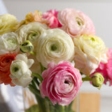 Ranunculus - Buttercups - Double Pink