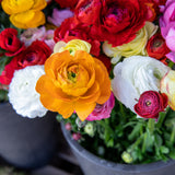 Ranunculus - Buttercups - Double Red