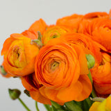 Ranunculus - Buttercups - Double Tangerine