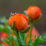 Ranunculus - Buttercups - Double Tangerine
