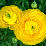 Ranunculus - Buttercups - Double Yellow