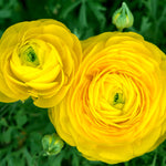 Ranunculus - Buttercups - Sunshine