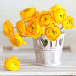 Ranunculus - Buttercups - Double Yellow