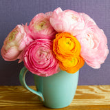 Ranunculus - Buttercups - Double Blooming Mix