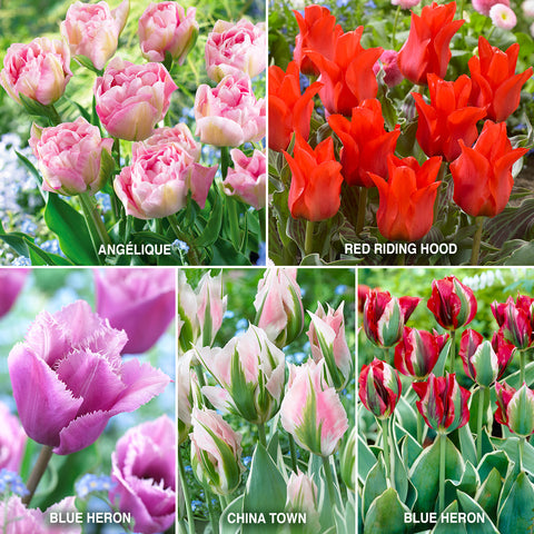 Tulip - Royal Horticultural Society's Award of Garden Merit Collection