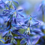 Scilla - Wood Hyacinths - Hispanica Blue