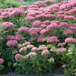 Sedum - Herbstfreude - Garden Succulent