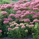 Gardening for Birds & Butterflies - Collection