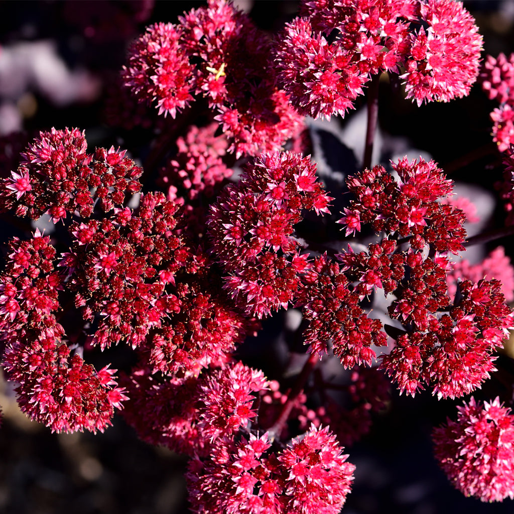 cauliflower succulent Sedum - Red Cauliflower