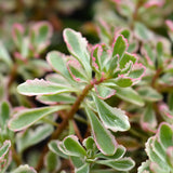 Sedum - Winky - Garden Succulent