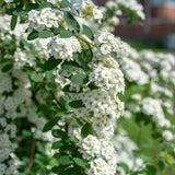 Spiraea - Snowmound - 4" Potted Rocketliners®