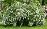 Spiraea - Snowmound - 4" Potted Rocketliners®