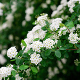 Spiraea - Snowmound - 4" Potted Rocketliners®