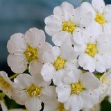 Spiraea - Snowmound - 4" Potted Rocketliners®