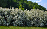 Spiraea - Van Houttei - Flowering Shrub