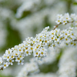 Spiraea - Van Houttei - Flowering Shrub