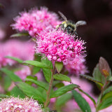 Bloomin' Easy® - Spiraea Poprocks™ Petite - 4" Potted Rocketliners®