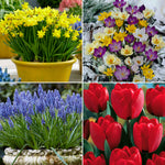 Tulip, Daffodil, Muscari & Crocus - Spring Time Favorites - Bulb Collection
