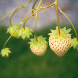 Strawberry - White Pineberry - With Pollinator - GMO Free
