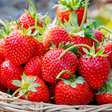 Strawberry - Eversweet - Everbearing - GMO Free