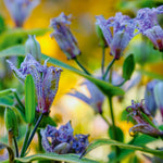 Tricyrtis - Specimen Japanese Woodland Lily