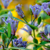 Tricyrtis - Specimen Japanese Woodland Lily