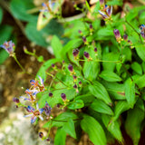 Tricyrtis - Specimen Japanese Woodland Lily