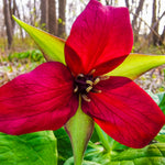 Trillium - Erectum - Woodland Plant