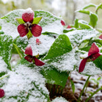 Trillium - Erectum - Woodland Plant