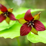 Trillium - Erectum - Woodland Plant