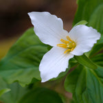 Trillium - Grandiflorum - Woodland Plant