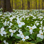 Trillium - Grandiflorum - Woodland Plant