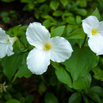 Trillium - Grandiflorum - Woodland Plant