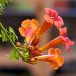 Trumpet Vine - Orange - Flowering Vine