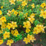 Trumpet Vine - Flava - Flowering Vine