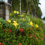 Trumpet Vine - Flava - Flowering Vine