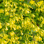 Trumpet Vine - Flava - Flowering Vine