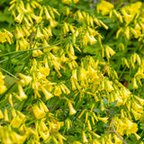 Trumpet Vine - Flava - Flowering Vine