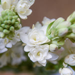 Color Your Garden White - Collection