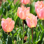 Tulip - Apricot Beauty