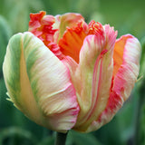 Tulip, Hyacinth & Crocus - Apricot Sunset Blend