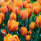 Color Your Garden Orange - Tulip, Fritillaria & Daffodil - Collection