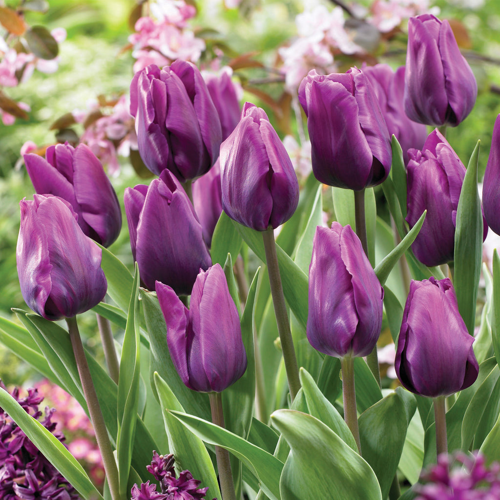 Best Purple Tulip Bulbs, Always Wholesale Pricing