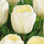 Tulip - Ivory Floradale