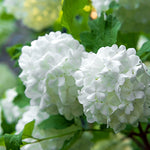 Viburnum Sterile - 4" Potted Rocketliners®